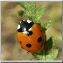 Coccinella septempunctata - Siebenpunkt 02.jpg